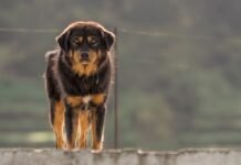 Bhotia dogs saved lives of goat and shepherd from leopard