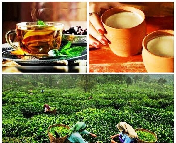 जानिए, चाय का इतिहास और कुछ रोचक तथ्य