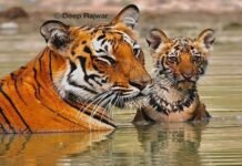 Tigress caught on camera : अपने नन्हे शावक के साथ घूमती दिखी बाघिन Tigress caught on camera : अपने नन्हे शावक के साथ घूमती दिखी बाघिन